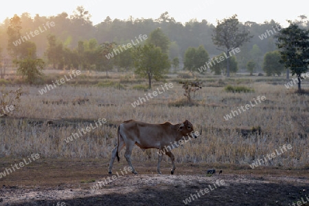 Die Landwirtschaft mit Reisfeldern im Winter bei Amnat Charoen im Isan im osten von Thailand,