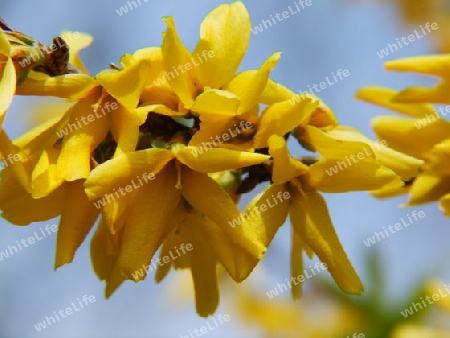 Forsythienbl?ten