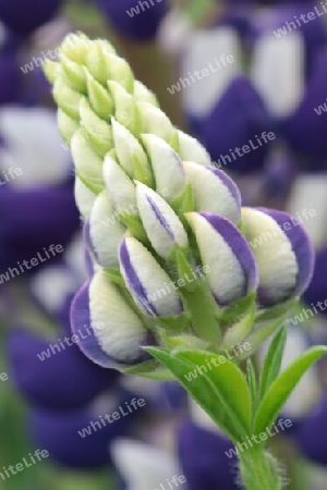 Lupine