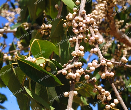 Gummibaum, Fr?chte - Ficus 