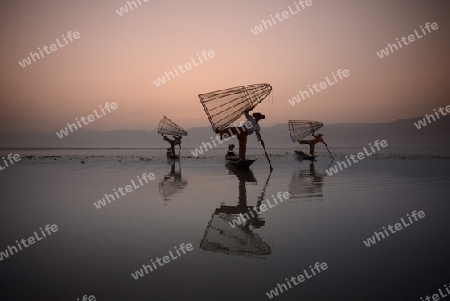 Fishermen at sunrise in the Landscape on the Inle Lake in the Shan State in the east of Myanmar in Southeastasia.