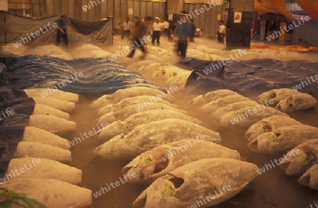 Tuna Fish at the Tsukiji Fishmarket in the City of Tokyo in Japan in Asia,