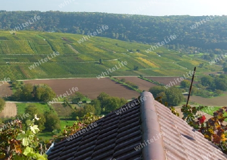 Weinberge am Neckar  8