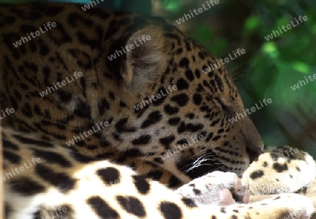 ruhender Leopard