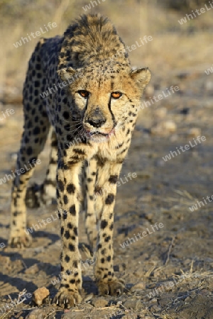 Gepard (Acinonyx jubatus), Khomas Region, Namibia, Afrika