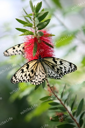 the Butterfly parc in the village of Hunawihr in the province of Alsace in France in Europe