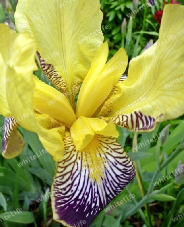 gelbe Iris 2