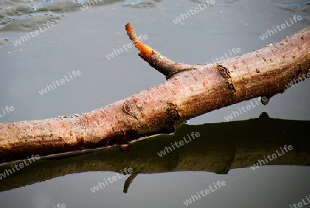 A branch reflected in water - Ein Ast spiegelt sich im Wasser