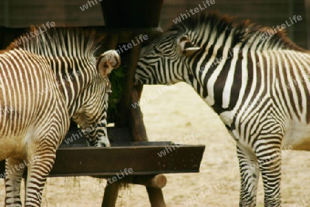 Zebras