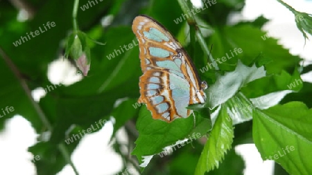 Schmetterling blaugebraunt