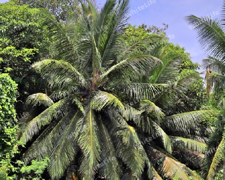 Beautiful palm trees at the beach on the tropical paradise islands Seychelles