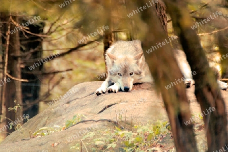 Timber Wolf