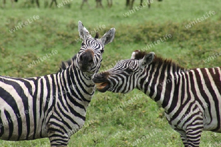 Zebra, Equus burchellii