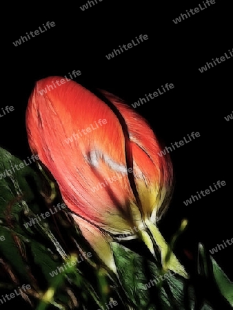 rote tulpe