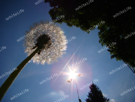 strahlende Pusteblume