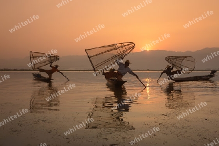 Fishermen at sunrise in the Landscape on the Inle Lake in the Shan State in the east of Myanmar in Southeastasia.