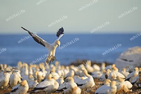 Kapt?lpel (Morus capensis), landet in Kolonie  , Bird Island, Lamberts Bay, Western Cape, Westkap, S?dafrika, Afrika