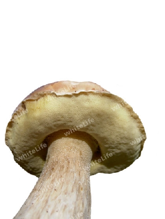 Steinpilz