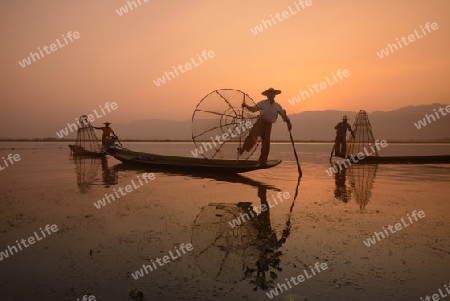 Fishermen at sunrise in the Landscape on the Inle Lake in the Shan State in the east of Myanmar in Southeastasia.