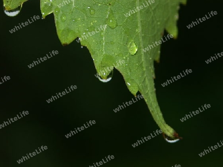 Weintblatt im Regen