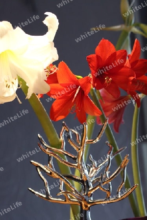 Amaryllis mit Deko