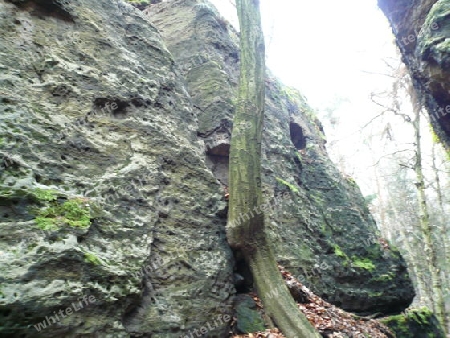 Baum am Felsen