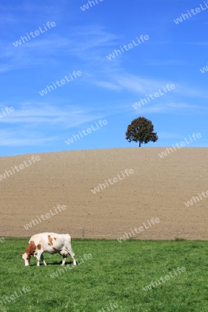 Kuh in intakter Landschaft