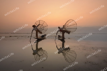 Fishermen at sunrise in the Landscape on the Inle Lake in the Shan State in the east of Myanmar in Southeastasia.