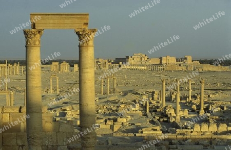 Die Ruinen von Palmyra in der Wueste Faydat in Syrien im Mittleren Osten in Arabien.