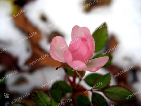 Rose im Schnee