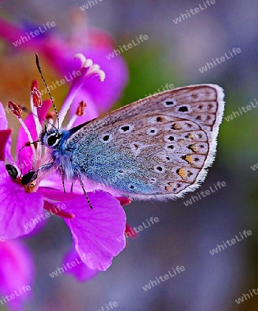 Schmetterling