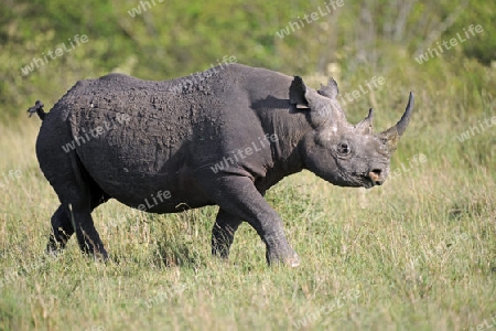 Spitzmaulnashorn (Diceros bicornis), Masai Mara, Kenia, Afrika