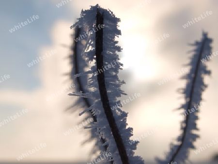 Eisblumen