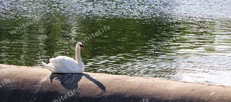 H?ckerschwan am Wasser