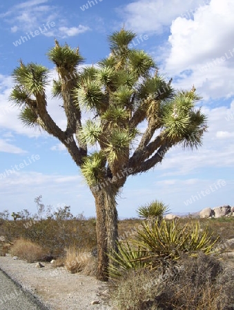 Joshua Tree