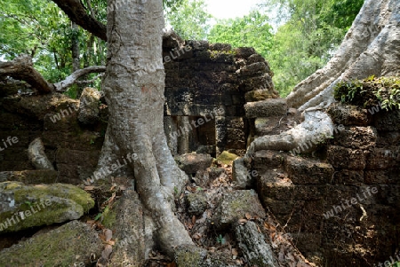 The Temple of  Ta Prohm in the Temple City of Angkor near the City of Siem Riep in the west of Cambodia.