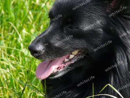 Jamie Schipperke, fl?mischer Sch?ferhund P1260506