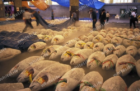 Tuna Fish at the Tsukiji Fishmarket in the City of Tokyo in Japan in Asia,