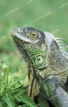 Gruene Drachen Echsen in einem Tierpark von Singapur in Suedostasien.