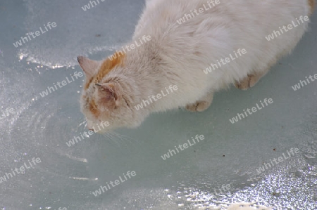 Eiskatze