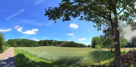 Beautiful high resolution panorama of a northern european country landscape with fields and green grass.