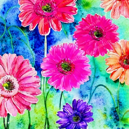 bunte Gerbera