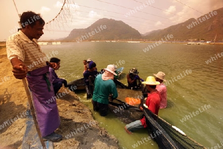 Eine Crevetten Zucht in der Landschaft des Khao Sam Roi Yot Nationalpark am Golf von Thailand im Suedwesten von Thailand in Suedostasien.