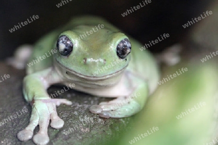 Frosch