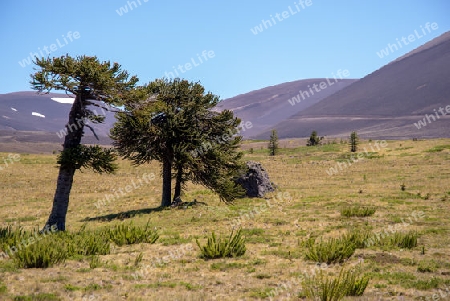 Araukarien am Lonquimay