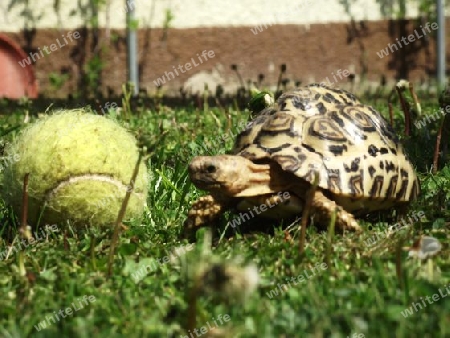 Leopard, Panther, Pantherschildkr?te, Leopardschildkr?te, Schildkr?te, Reptilien, Exoten, Exot, Afrika, Kenia, Kenya, Tansania, mit, Tennisball, im, Garten, Deutschland, Wiese