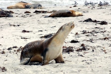 Seals