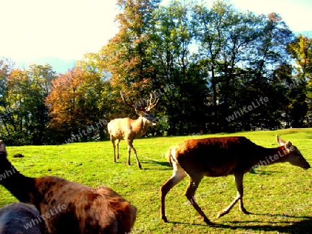 Hirsche im Herbst