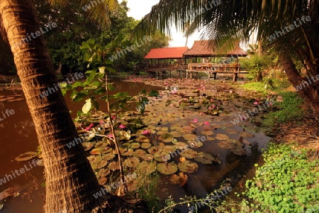 Ein Seerosen Garten in einem Hotelpark in der Tempelstadt Ayutthaya noerdlich von Bangkok in Thailand.   (KEYSTONE/Urs Flueeler)