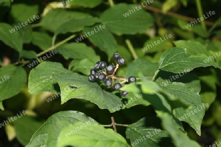 Beeren am Strauch